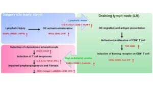 Regulatory T Cell Responses and Immune Function